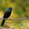 New to Florida Blackbirds